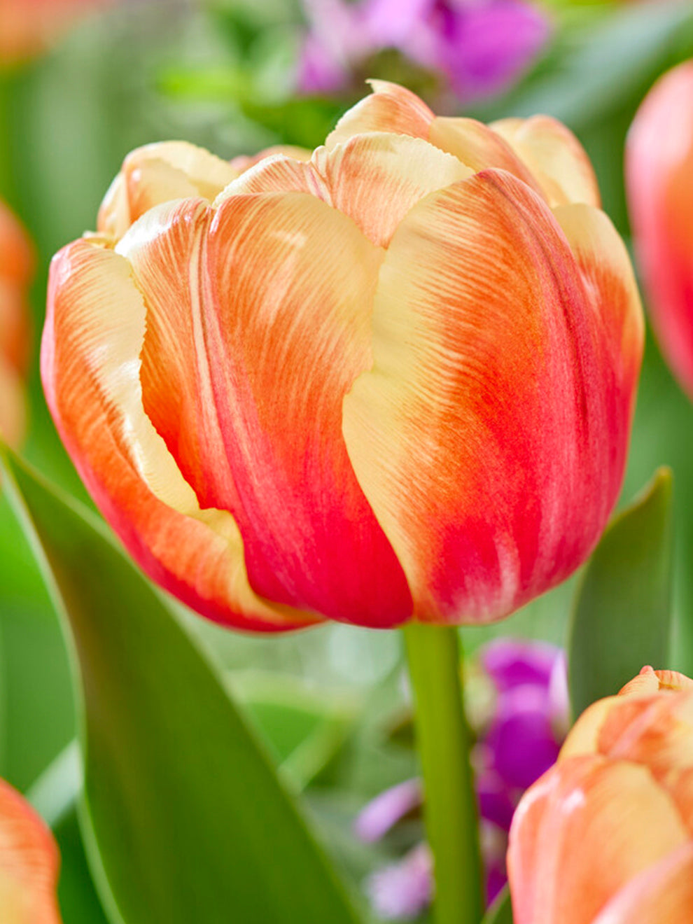 Tulip Bulbs 'Tasmania' DutchGrown™