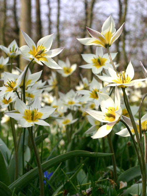 Multi flowering White Wild Tulip Bulbs Turkestanica