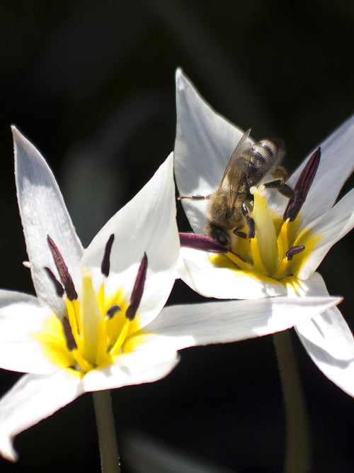Minature Tulip Bulbs Turkestanica
