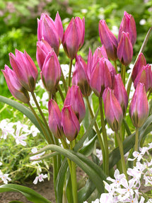 Tulip Violetta