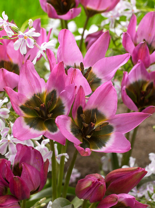 Tulip Violetta EU delivery