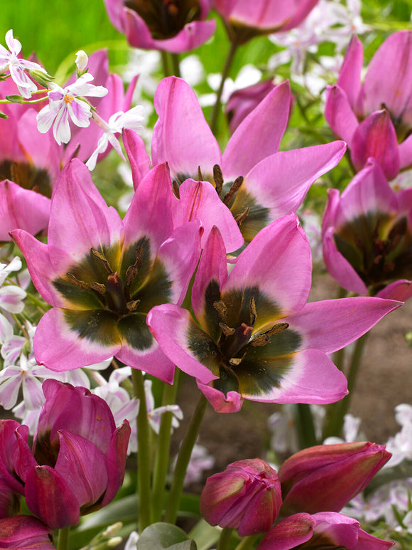 Tulip Violetta EU delivery