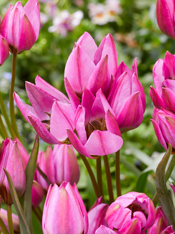 Tulip Violetta pink star-shaped bloom