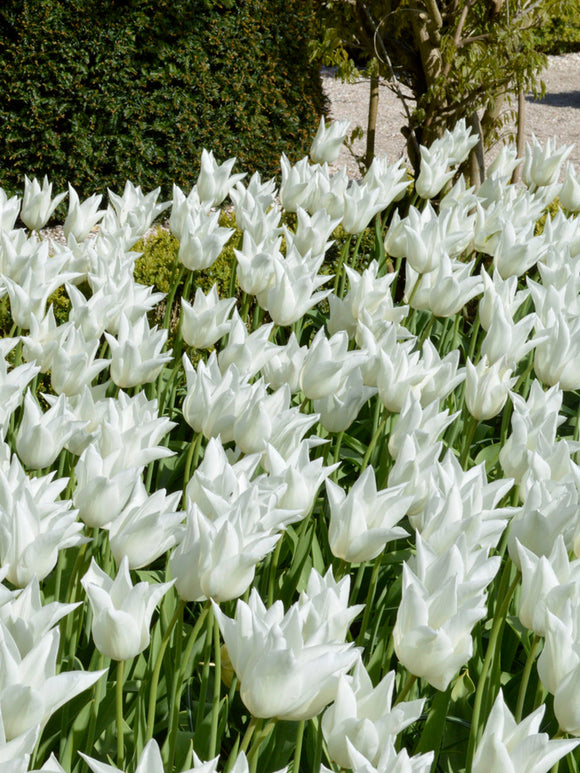 Buy Tulip Bulbs White Triumphator