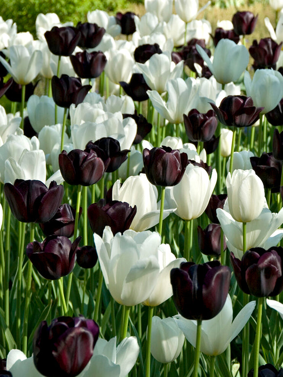Tulip Zebra Collection from Holland