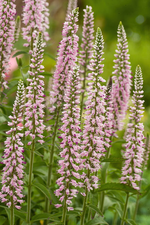 Pink Eveline Speedwell (Veronica Longifolia) Bare Roots