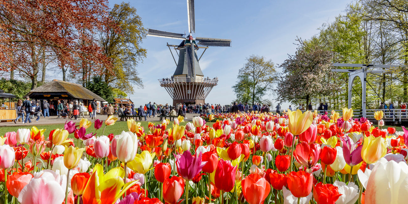 Tradition from 1882Four Generations of PureDutch Flower Bulb Quality Tradition from 1882Four Generations of PureDutch Flower Bulb Quality