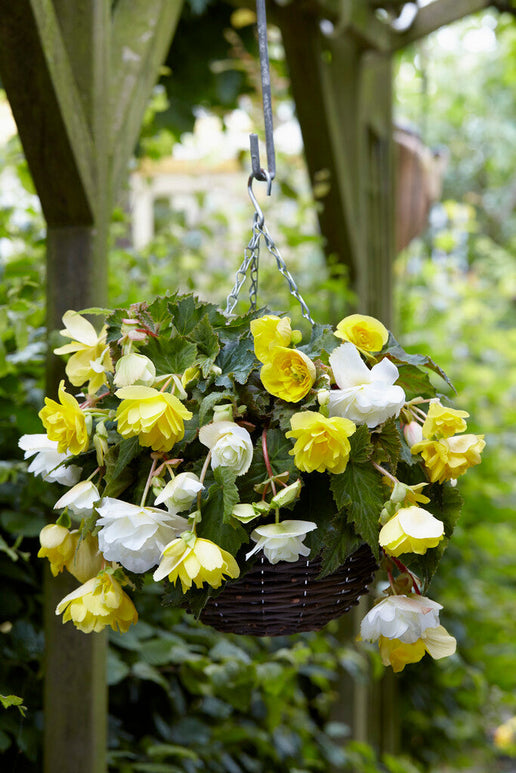 Begonia Cascade Yellow/White Mixed order online