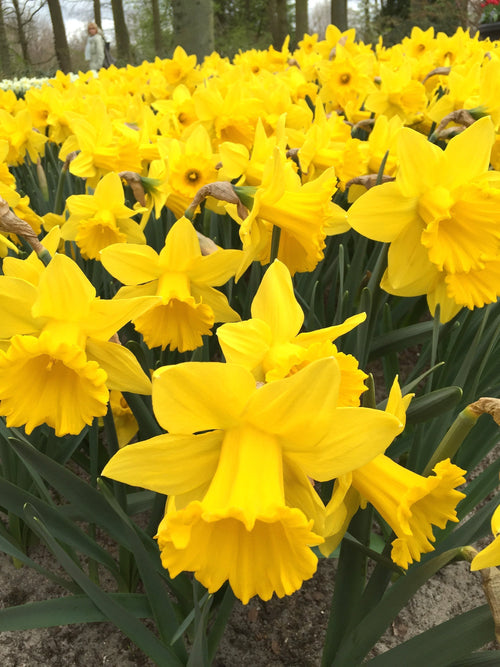 Daffodil flower bulb mix - Yellow colors springtime