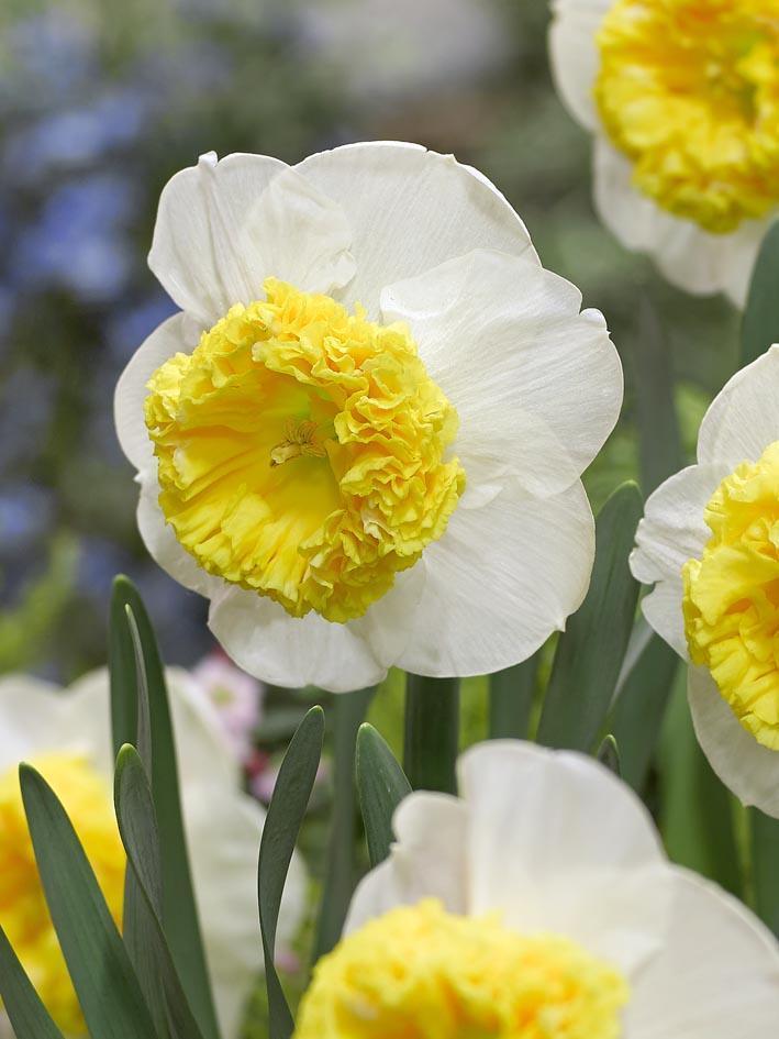 Narcissus - kana♡ Can Can Girl Daffodil | Buy Narcissus Bulbs Online | DutchGrown™