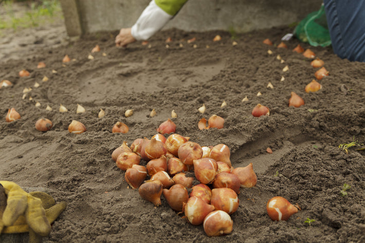 Can You Plant Bulbs In Winter?