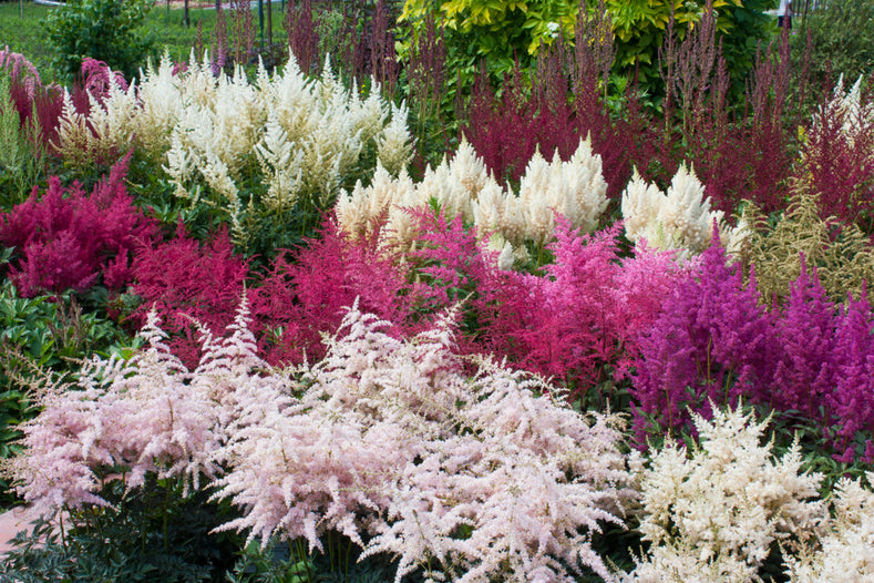 Growing Guide: How to Grow Astilbe