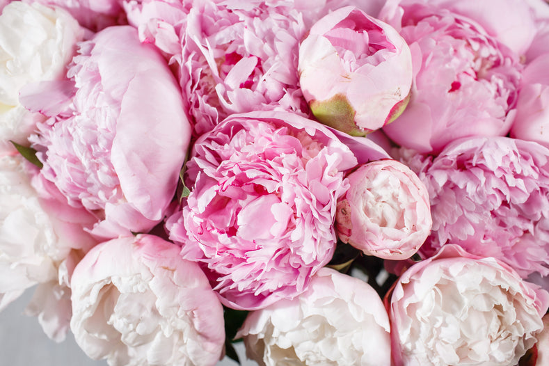 Growing Guide: How to Grow Peonies