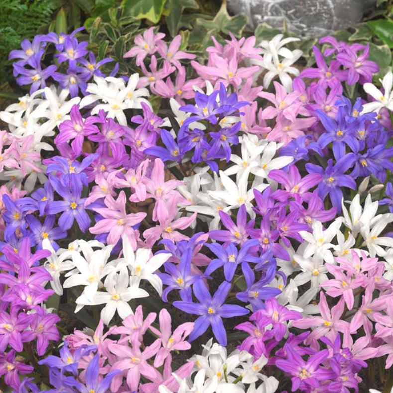 Growing Guides: How to grow Chionodoxa