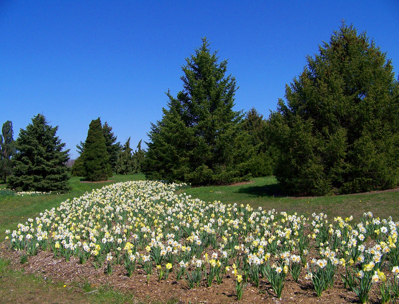 Naturalising Daffodils in Grass