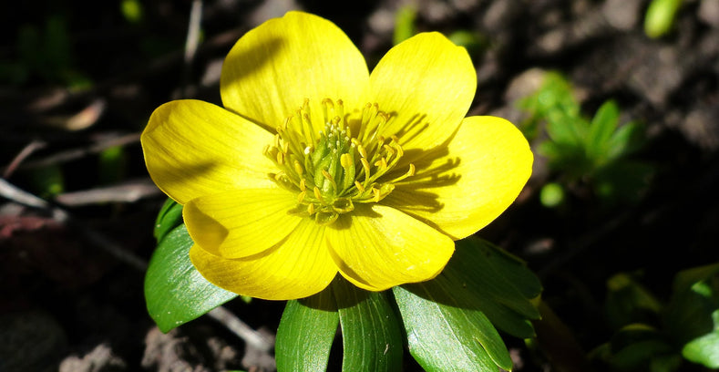 Growing Guides: How to grow Eranthis