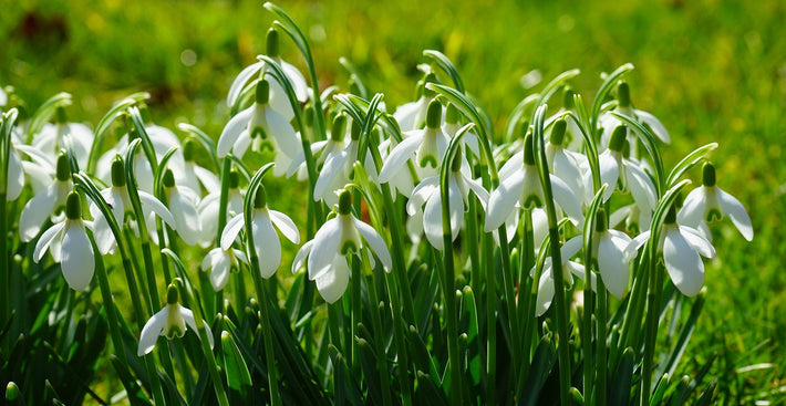 Growing Guides: How to grow Galanthus (Snowdrops)
