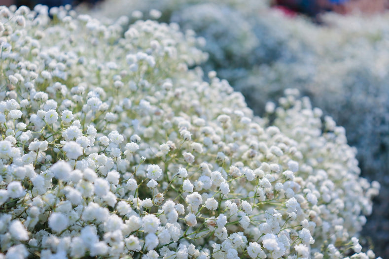 Growing Guide: How to Grow Gypsophila (Baby's Breath)