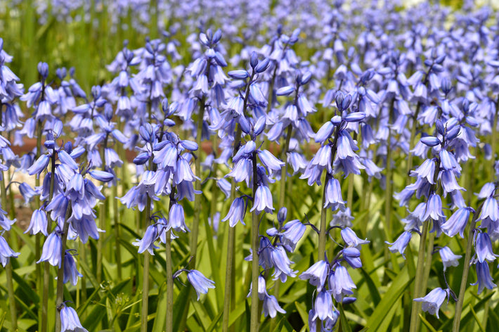 Growing Guides: How to Grow Hyacinthoides (Spanish Bluebell)