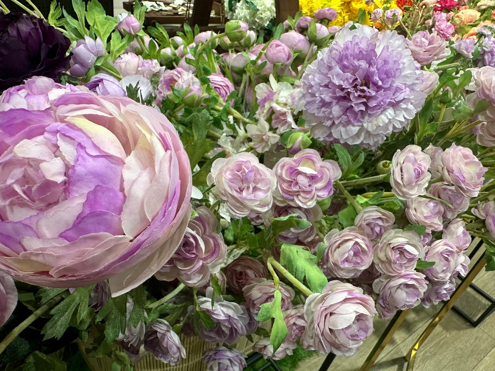 Italian Ranunculus Milka Growing Guide: How to Grow Italian Ranunculus