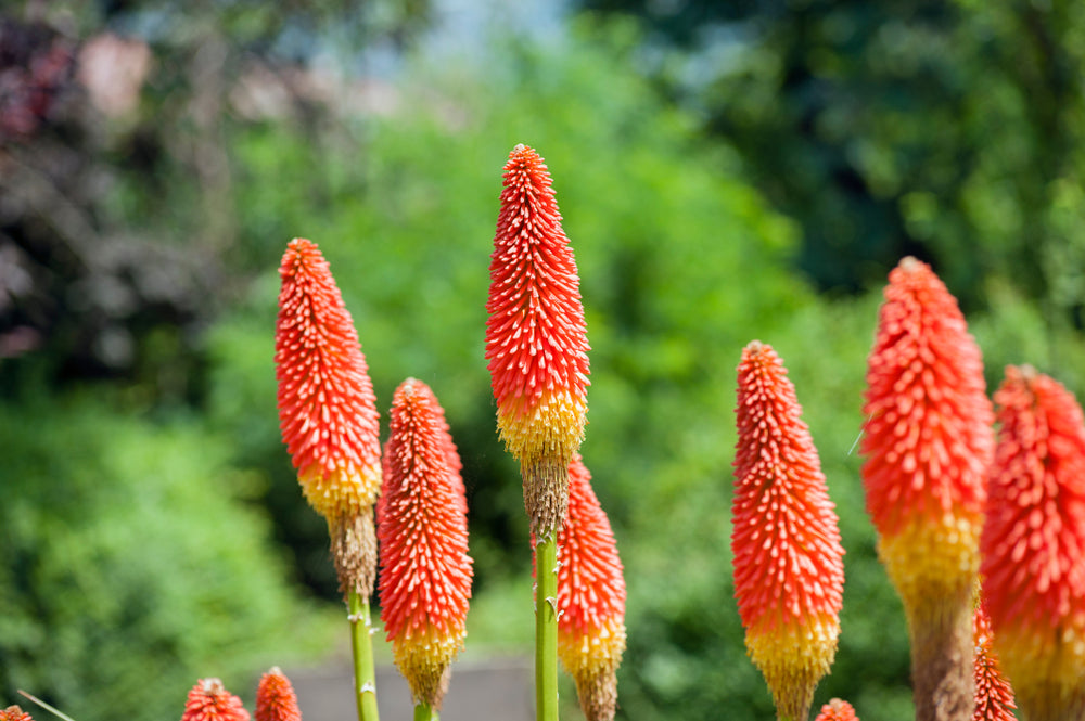 Red hot poker