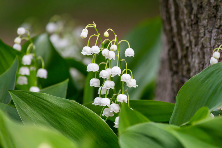 Growing Guide: How to Grow Lily of the Valley (Convallaria majalis)