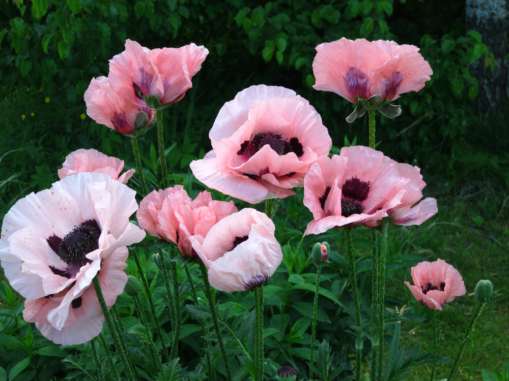 Growing Guide: How to Grow Papaver (Oriental Poppy)