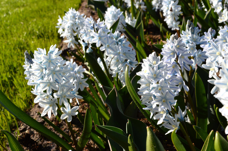 Growing Guides: How to Grow Puschkinia (Striped Squill)