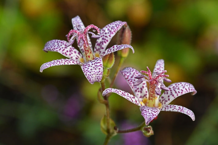 Growing Guide: How to Grow Tricyrtis (Toad Lily)