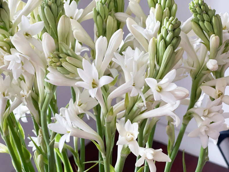 Polianthes on sale