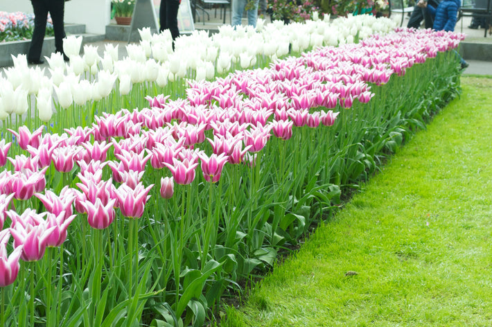 Lily-flowered Group Tulips