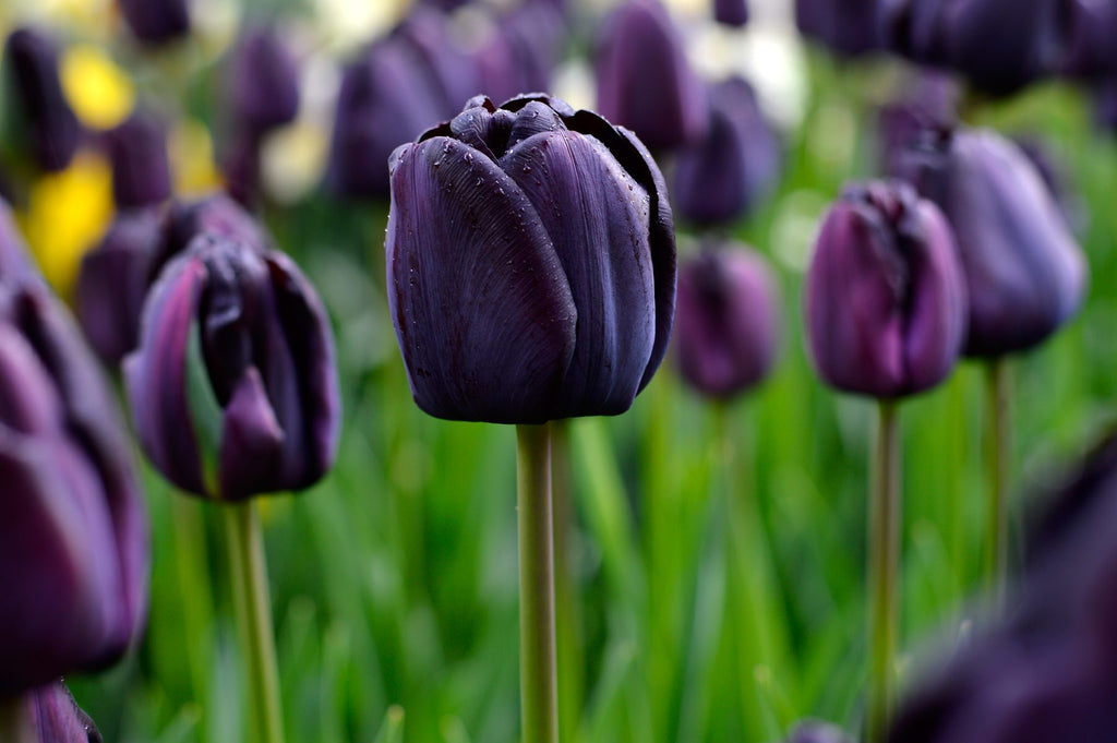 PaddyHill  Tulips プルオーバー　新品　ブラック Tulip 'Black Parrot' | Hudson Valley Seed Company