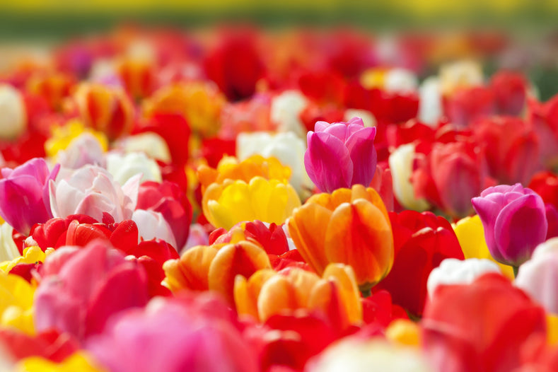 Using and Choosing Tulips in Gardens