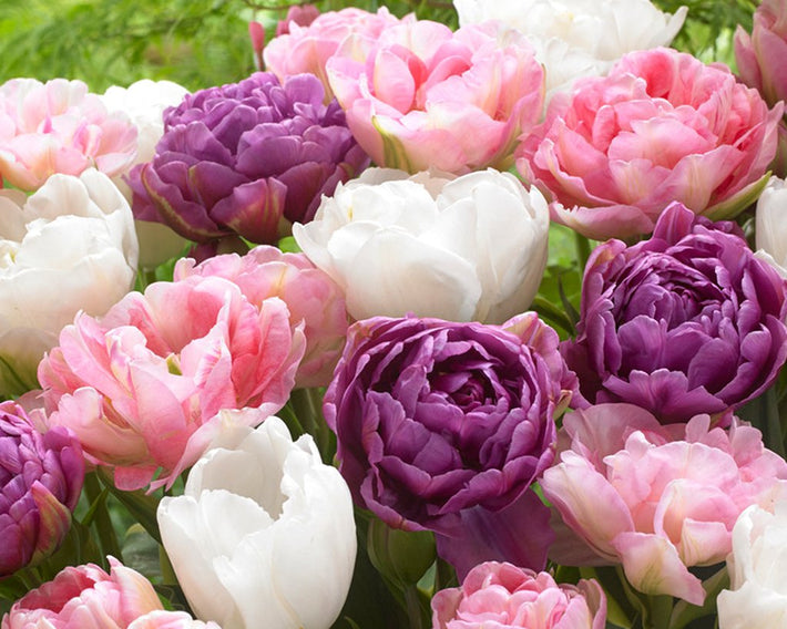 A simple guide to growing beautiful Tulips from bulbs