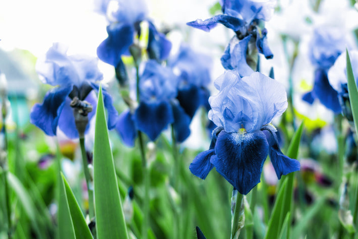 Growing Guide: How to Plant Bearded Iris