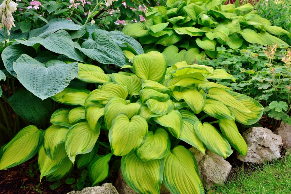 Hosta Roodbloeiend Growing Guide: How to Grow Hostas