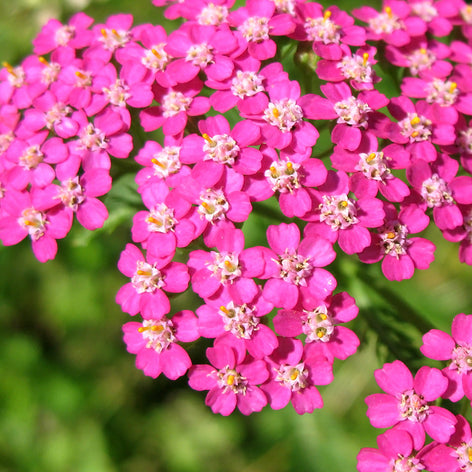 Achillea (Yarrow) Achillea (Yarrow) Plants