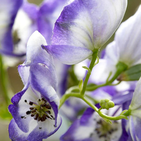 Aconitum (Monkshood)