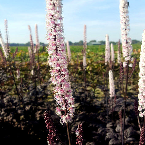 Actaea (Baneberry) Actaea (Baneberry) Plants