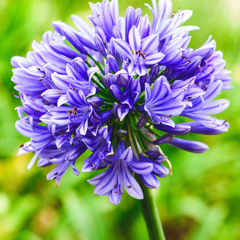 Agapanthus Bare Roots (African Lilies)