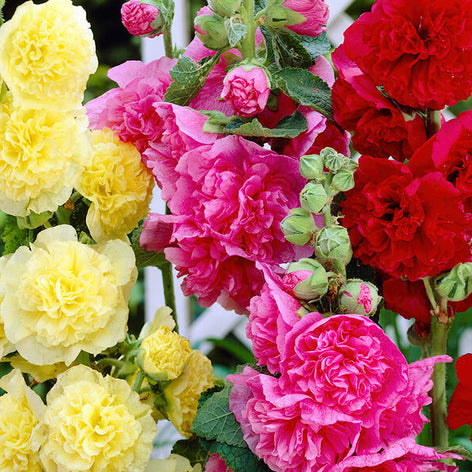 Alcea (Hollyhock) Alcea (Hollyhock) Plants