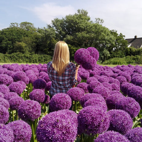 Allium Flower Bulbs