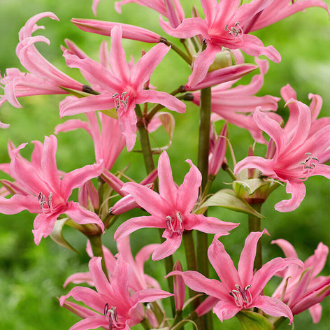Amarine Bulbs