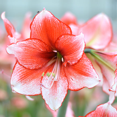 Jumbo Amaryllis Bulbs