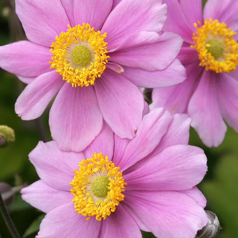 Japanese Anemone