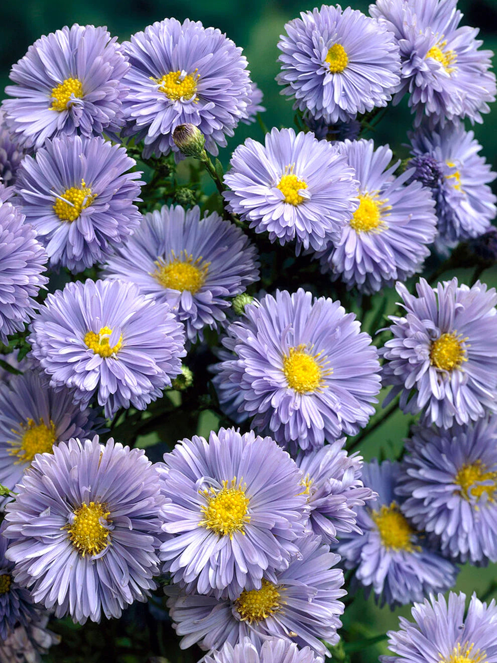 Asters (Michaelmas Daisies) Bare Root Plants | DutchGrown™