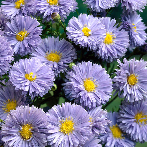 Asters (Michaelmas Daisies)