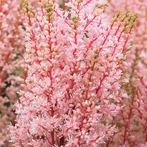 Astilbes Astilbes