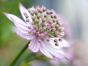 Echinacea (Coneflower)
