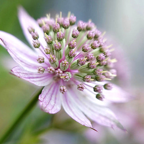 Astrantias (Masterwort) Astrantias (Masterwort)